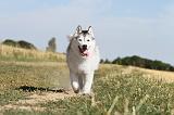 SIBERIAN HUSKY 050